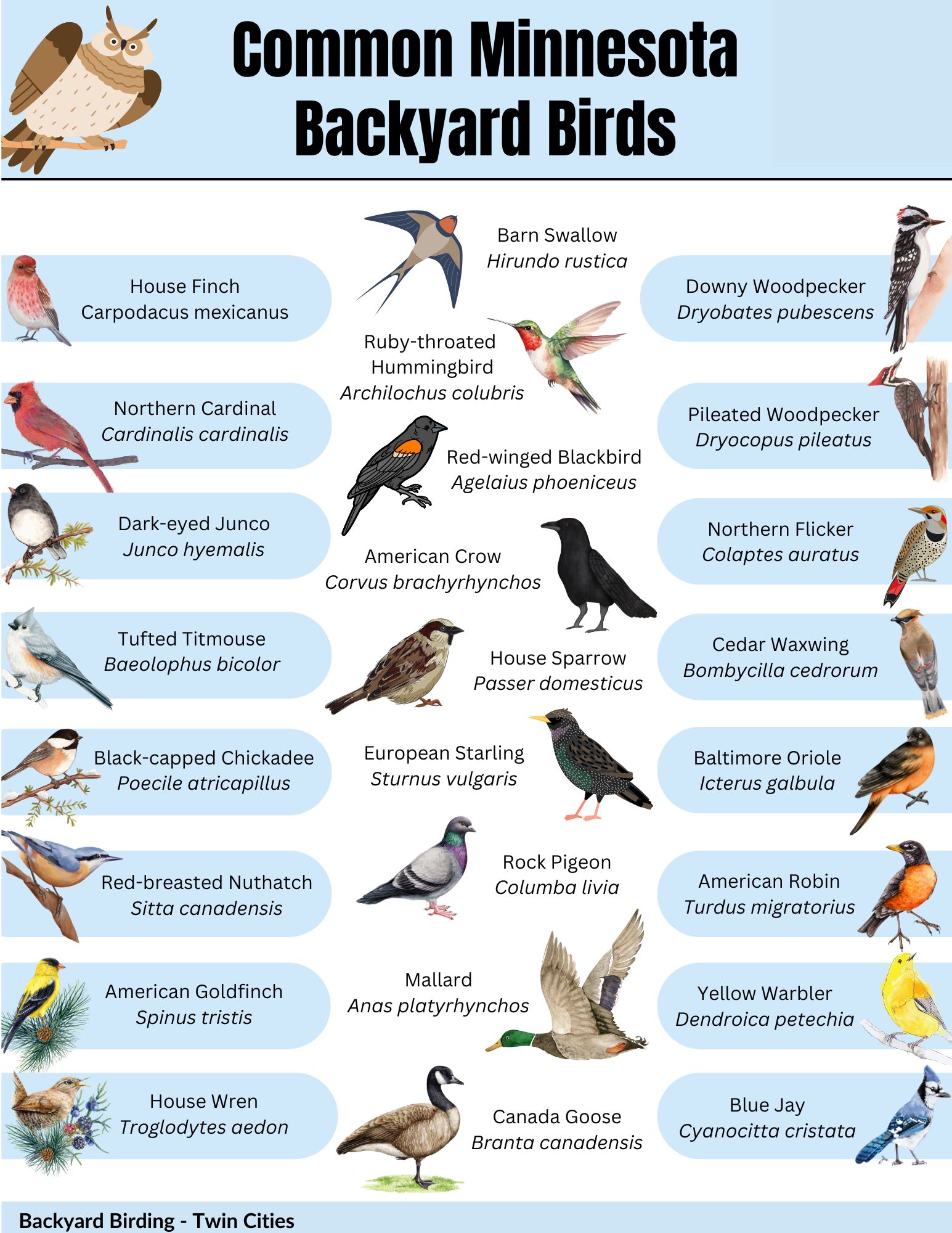 Bird Guide with several birds and common names