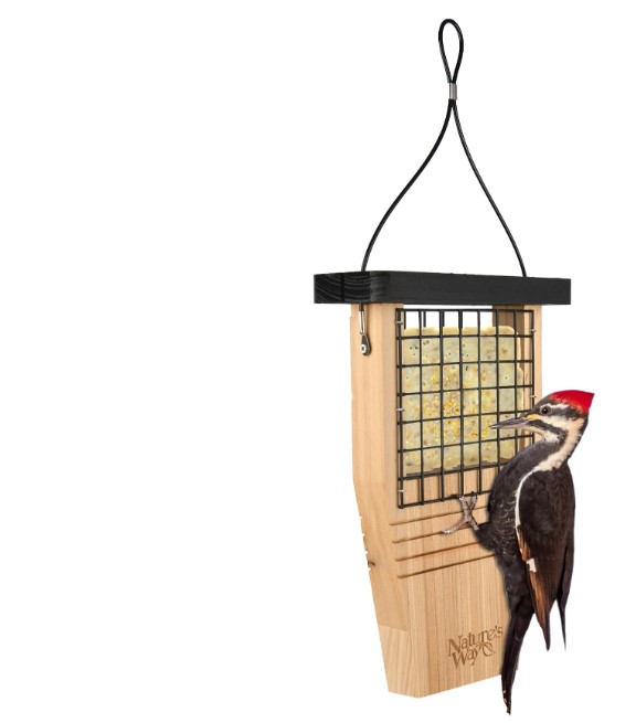 suet cage with tail prop