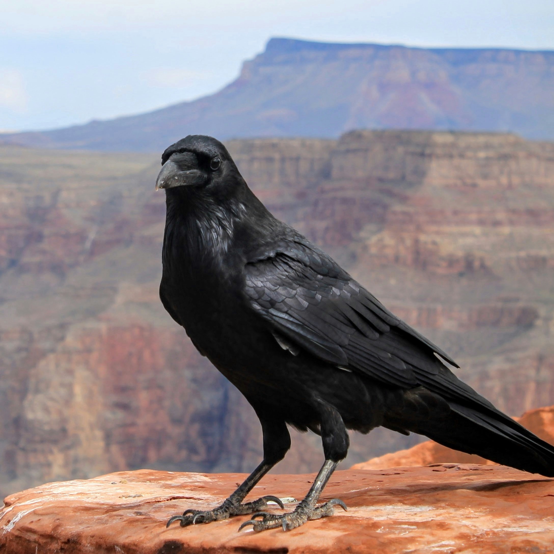 large black bird standing on a cliff edge