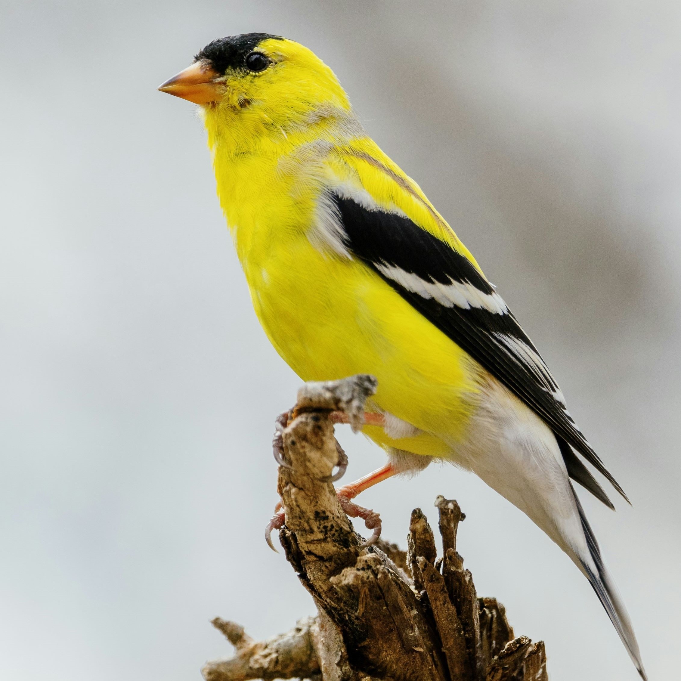bright yellow bird with black wings and forehead
