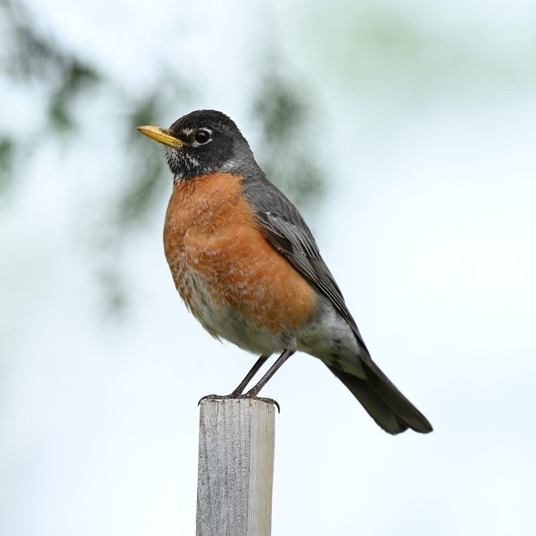 A robin, dark brown with a bright red belly, on a pole