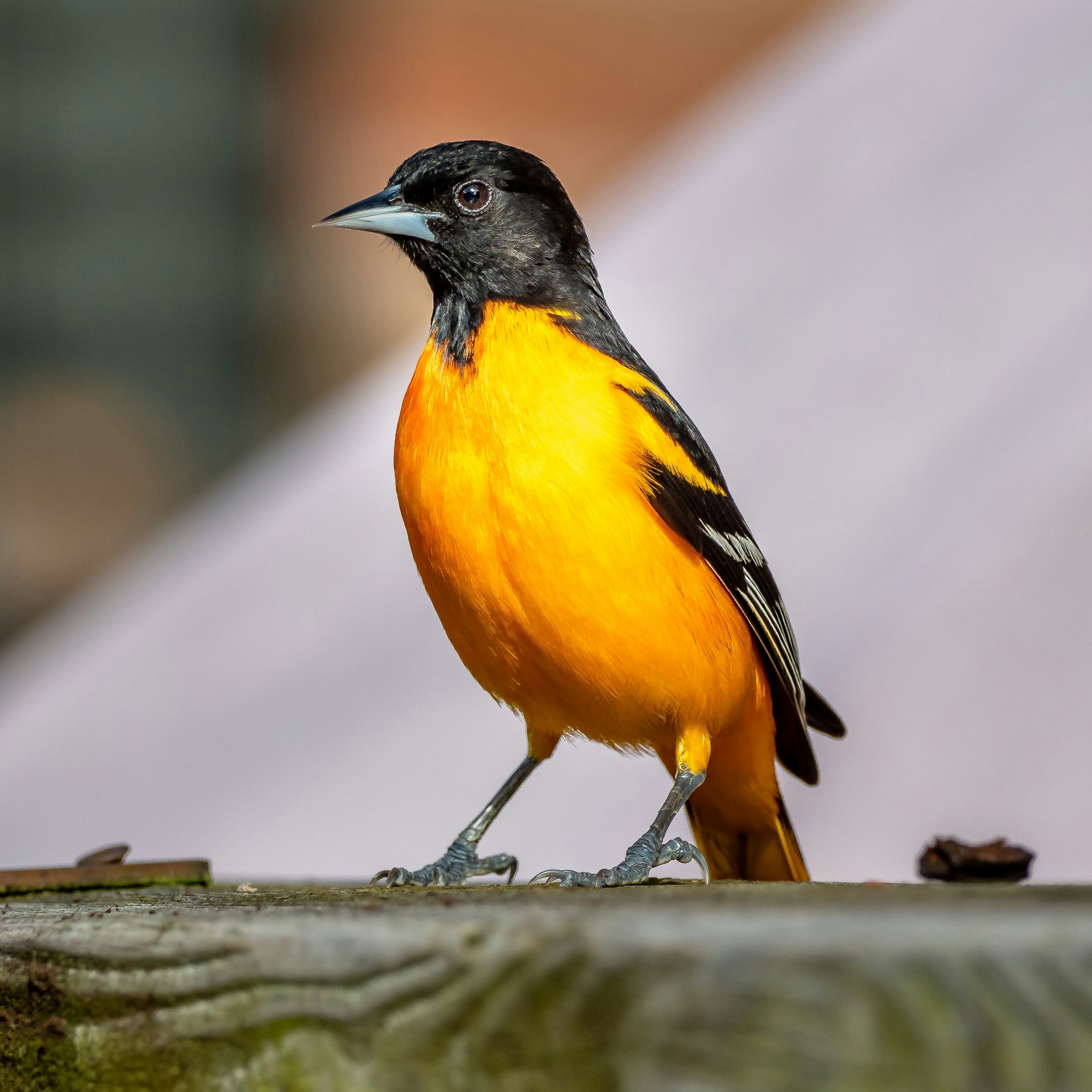 baltimore oriole, black with a bright orange belly