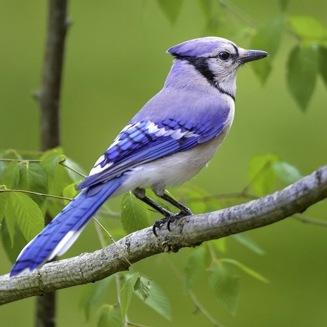Blue Jay, blue and white looking to the side
