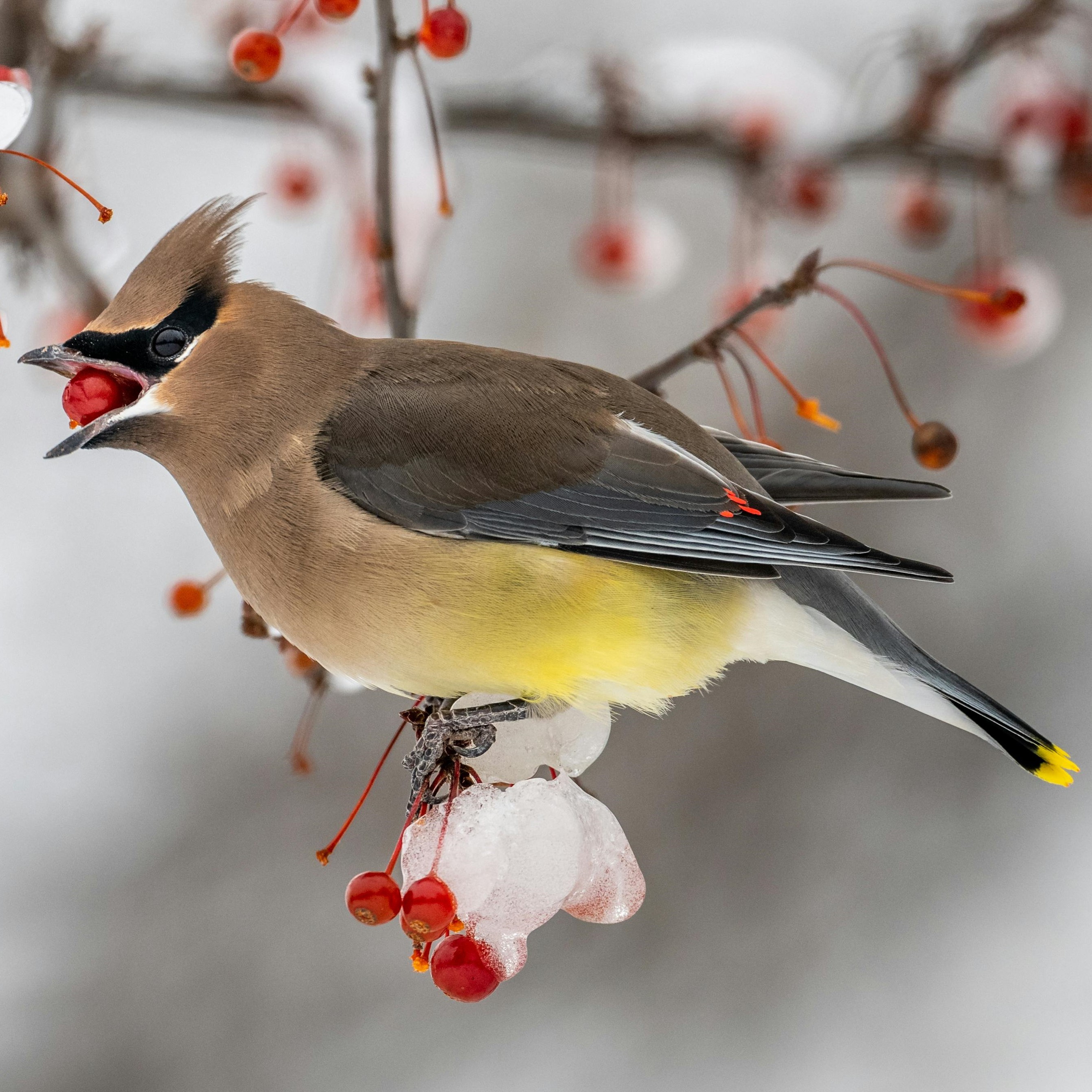 multi-colored bird eating berries