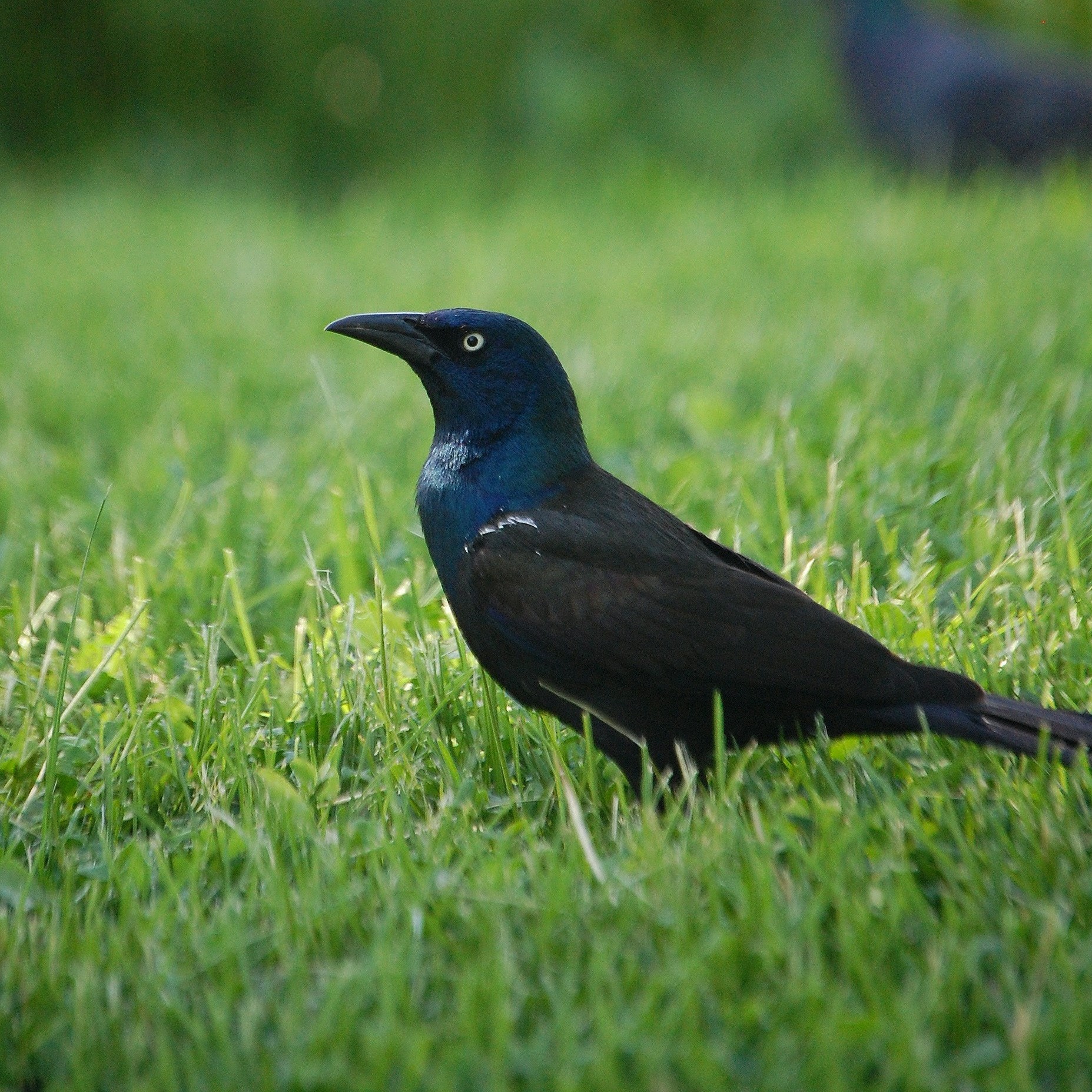 a black bird with irridescent head
