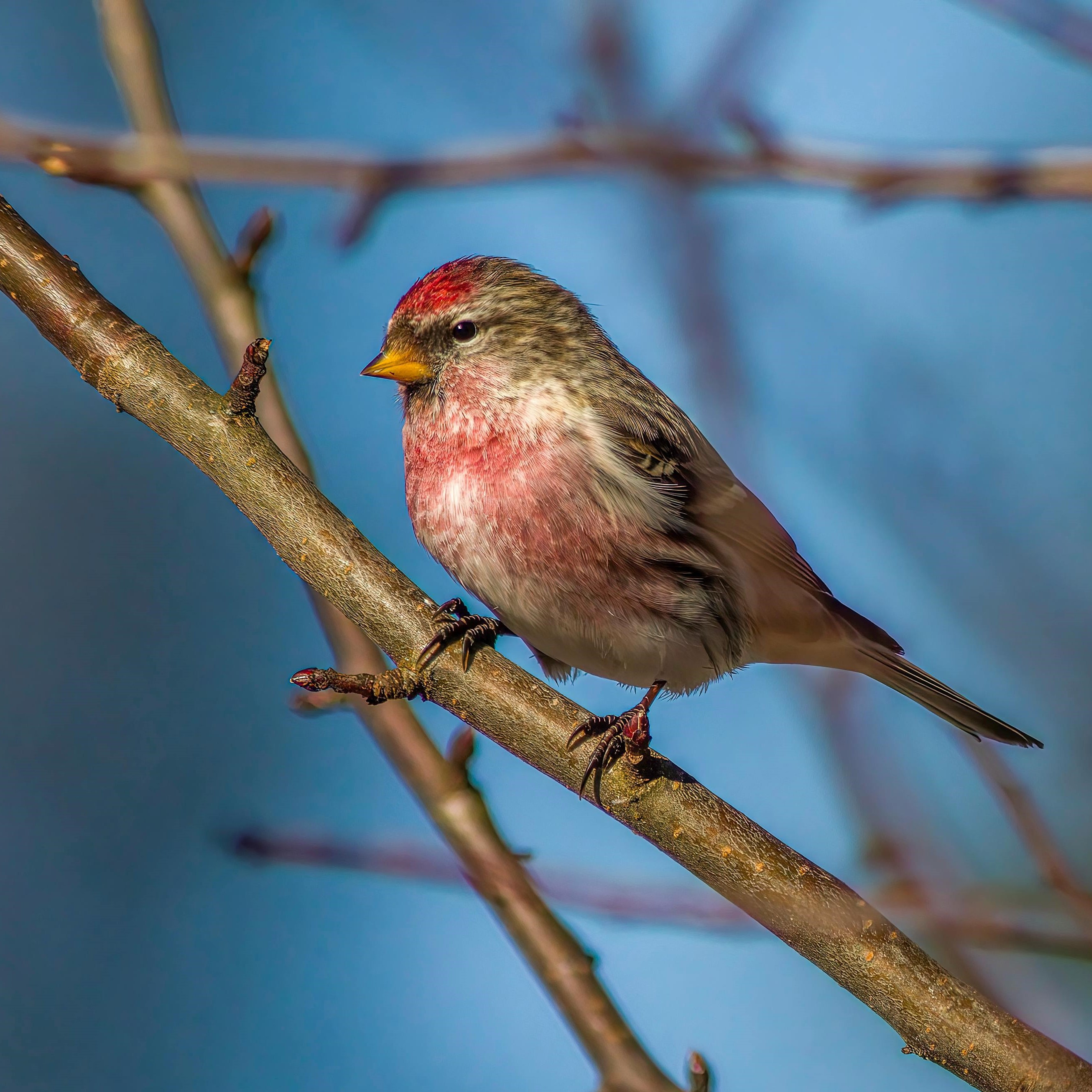 a small brown bird with a red belly