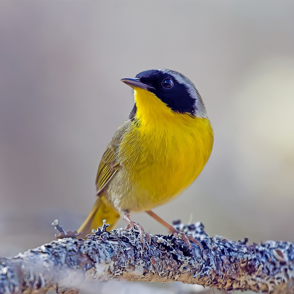 yellow bird with a black mask