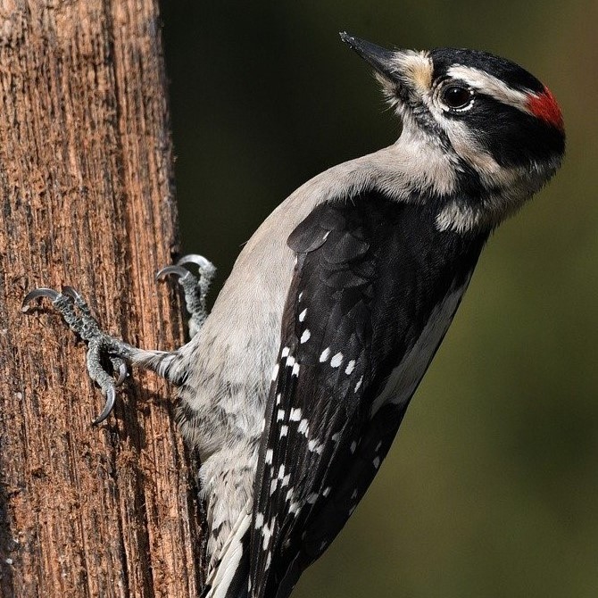 small woodpecker with red spot on head