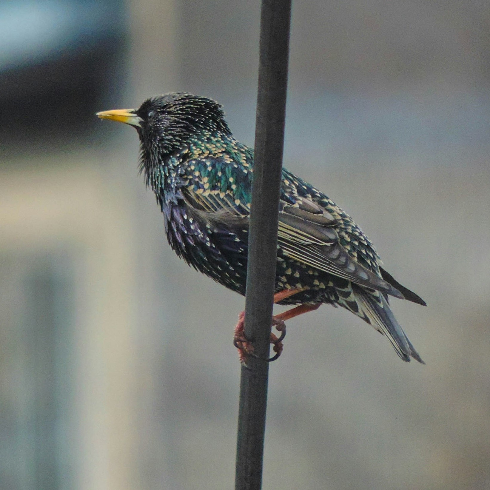 black bird with irridescent stripes