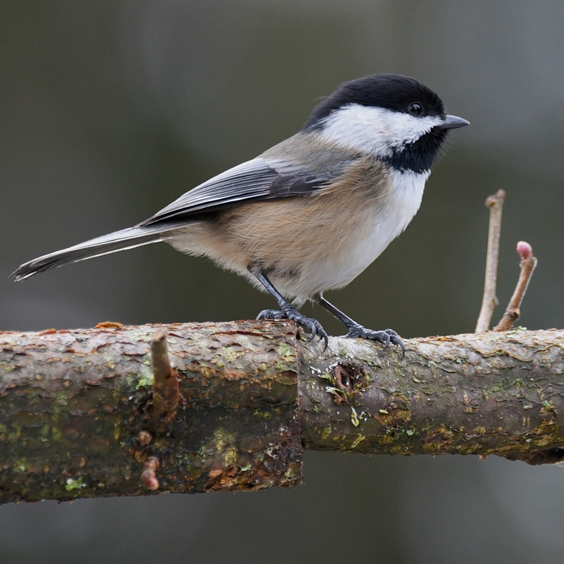 small gray and white bird with a black head and chin