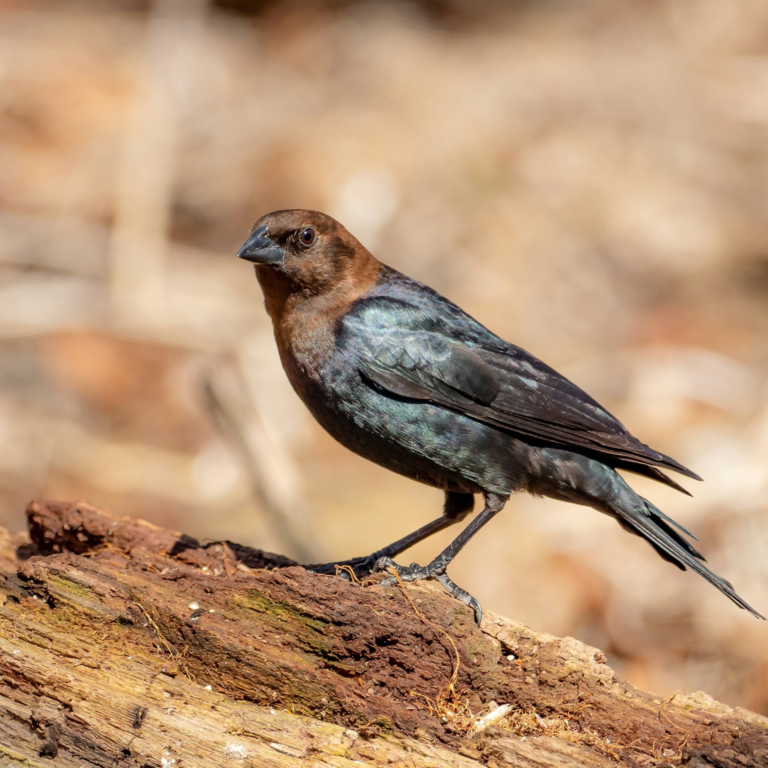 A robin, dark brown with a bright red belly, on a pole