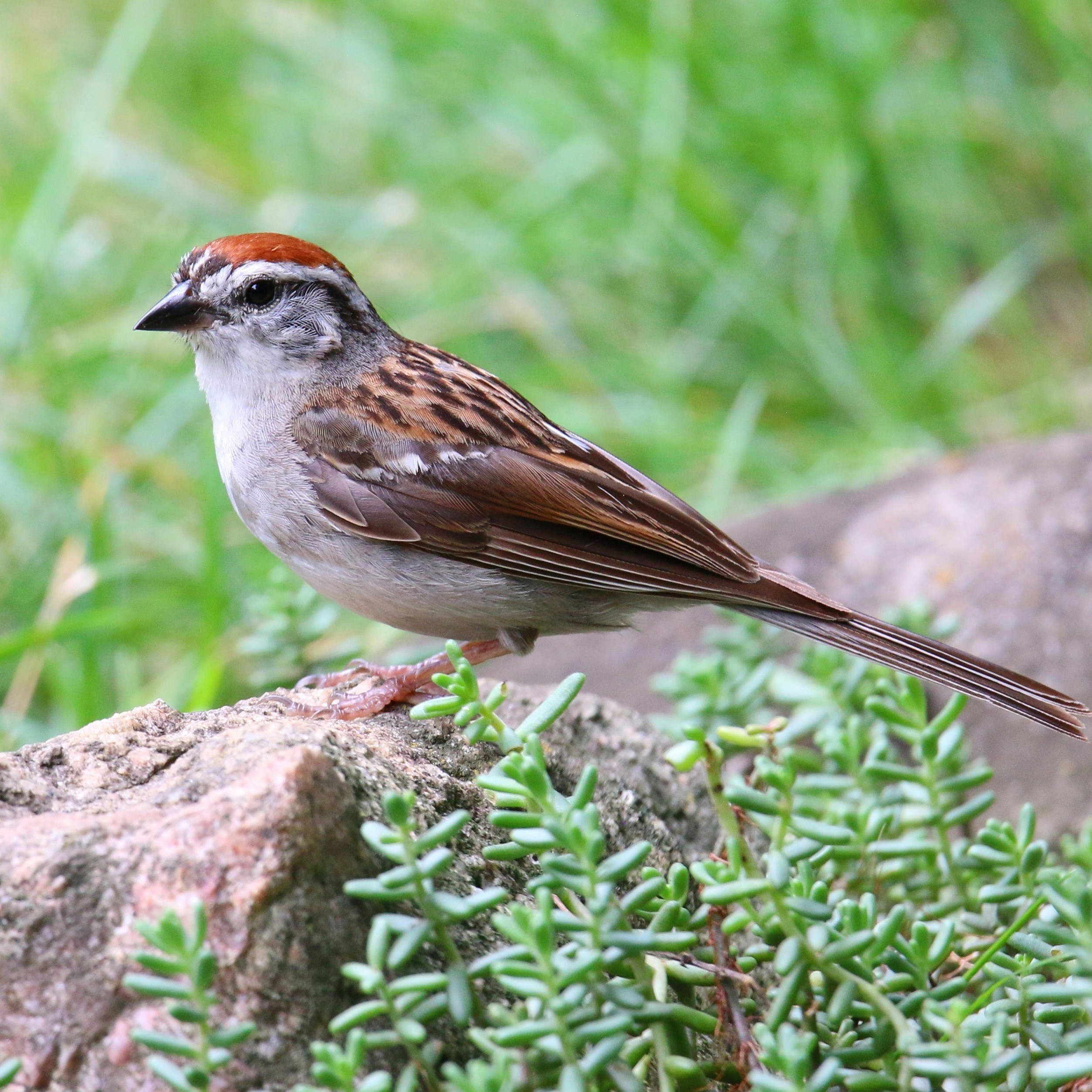 A robin, dark brown with a bright red belly, on a pole