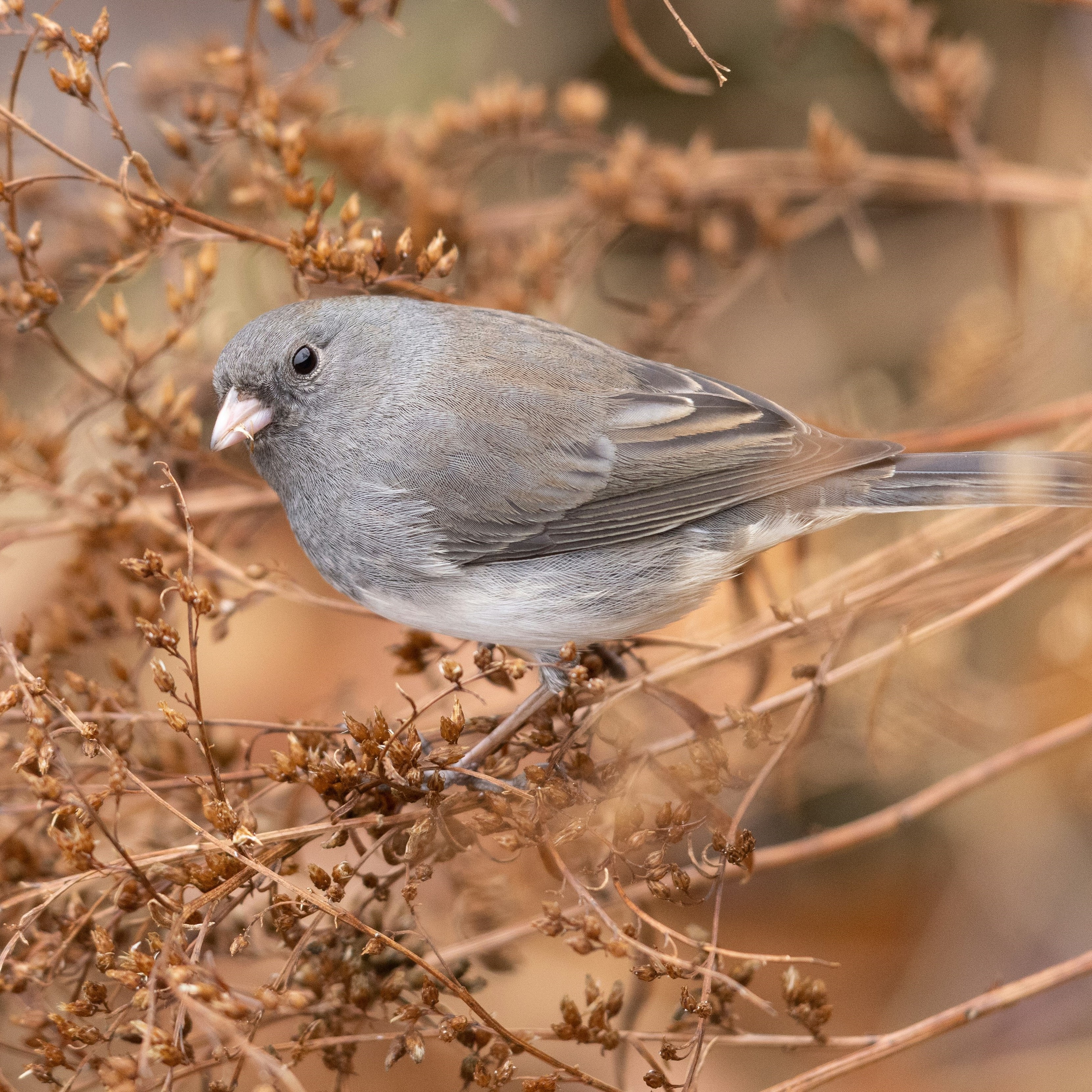 a small gray bird