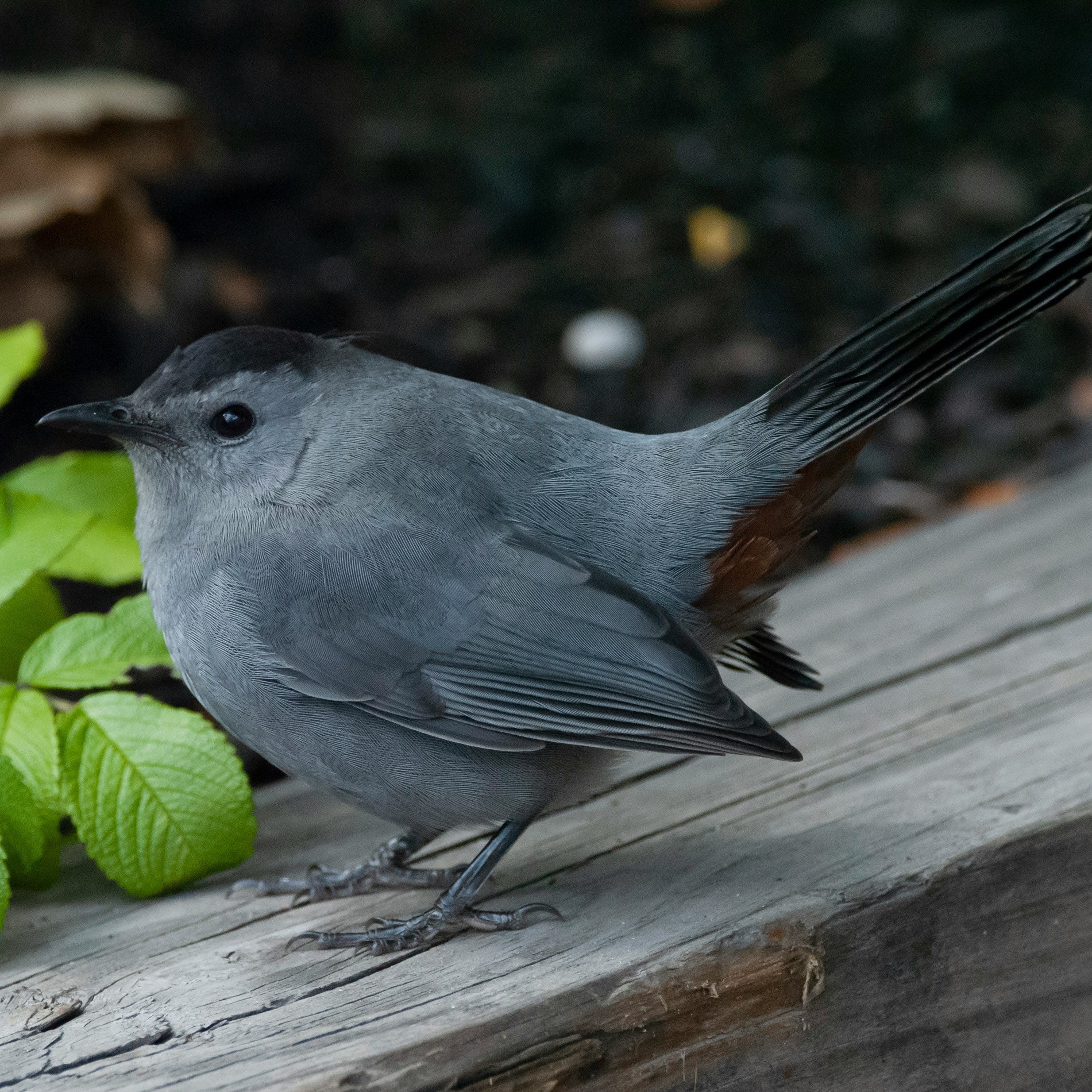 a small gray bird