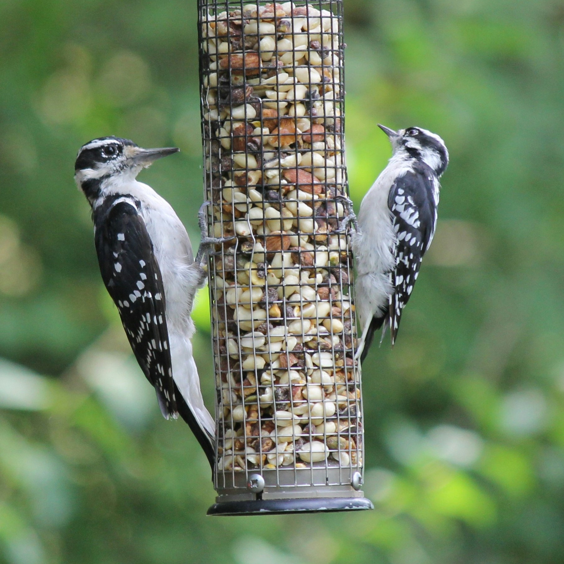 large woodpecker and small woodpecker at a bird feeder