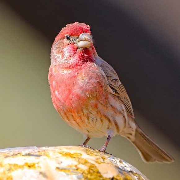 small red bird sitting