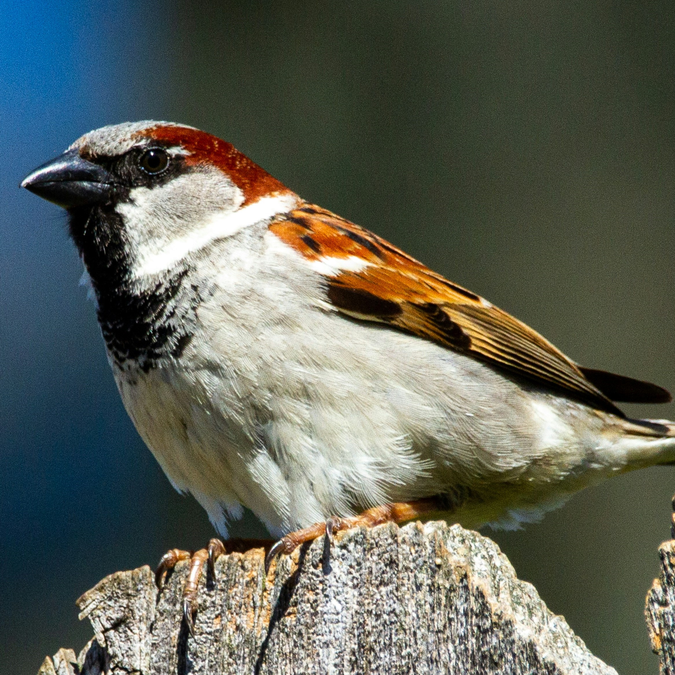 small bird with black chin on a branch