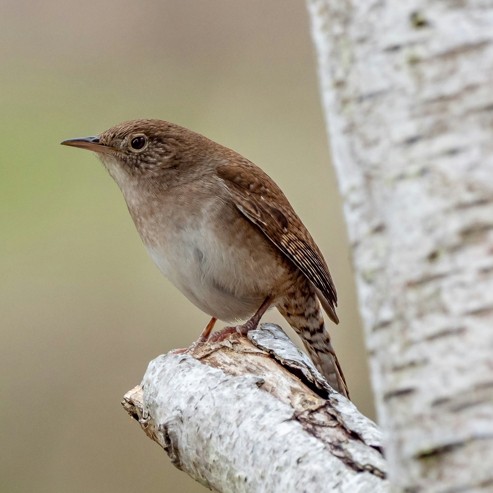 small bird on a branch