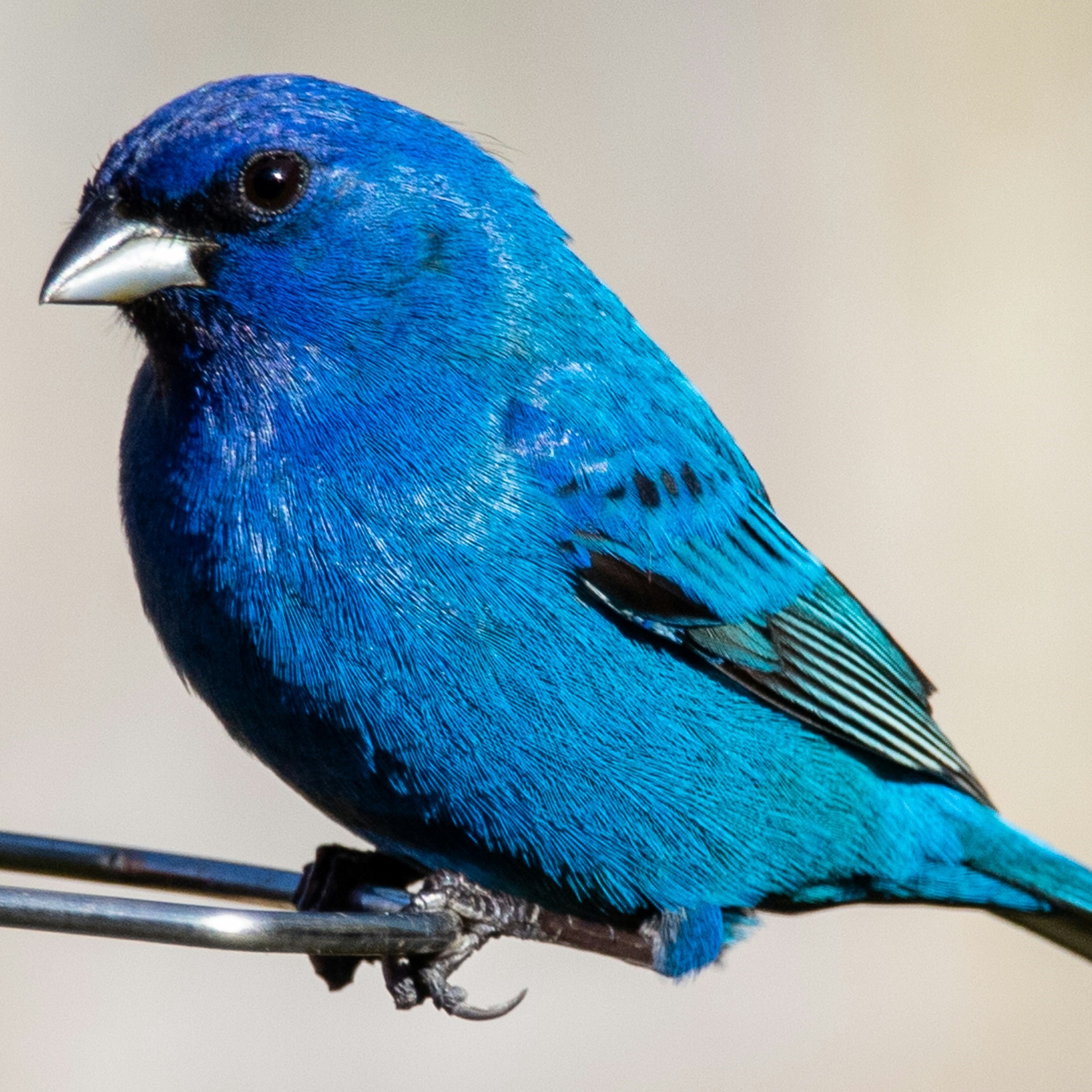small blue bird