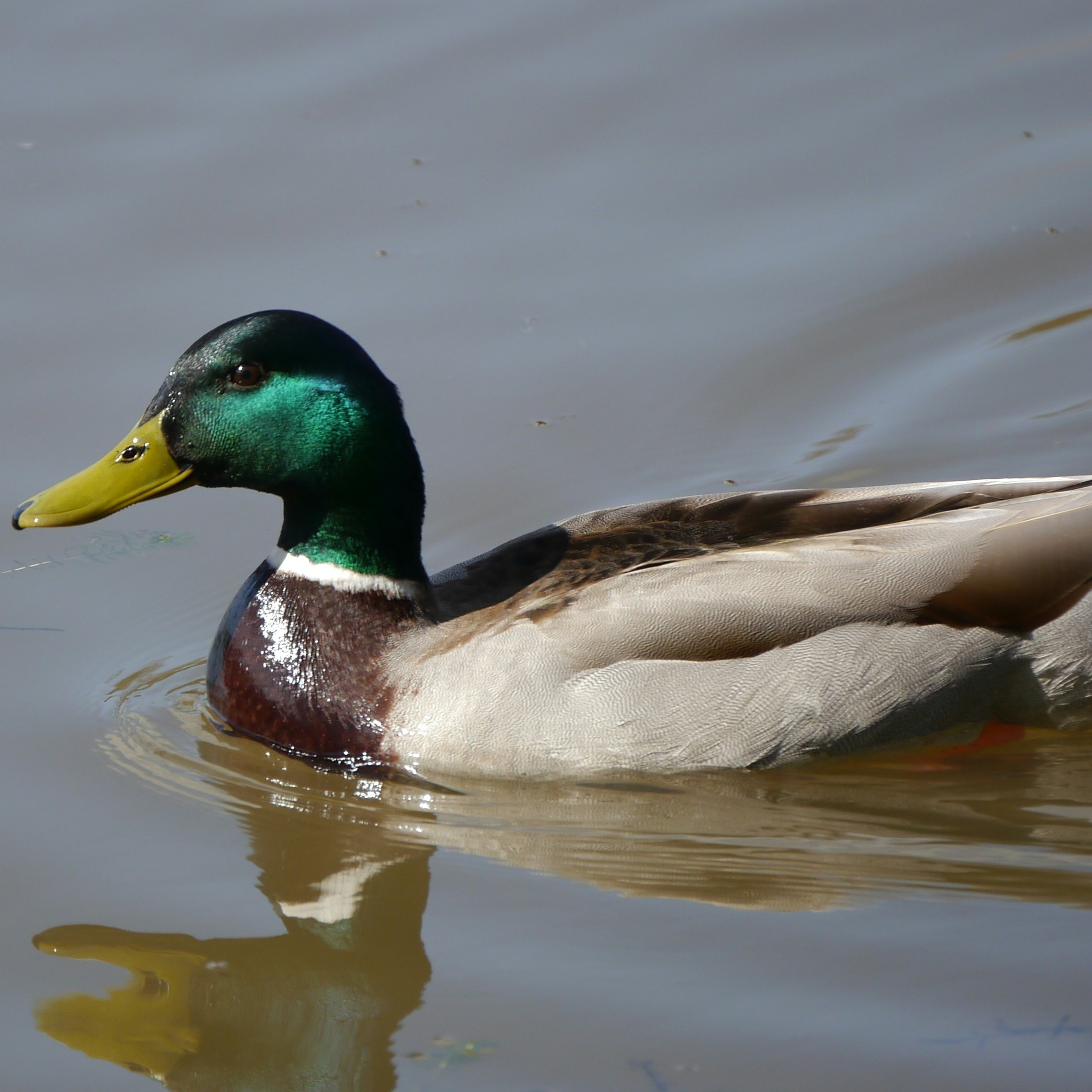 a duck in the water