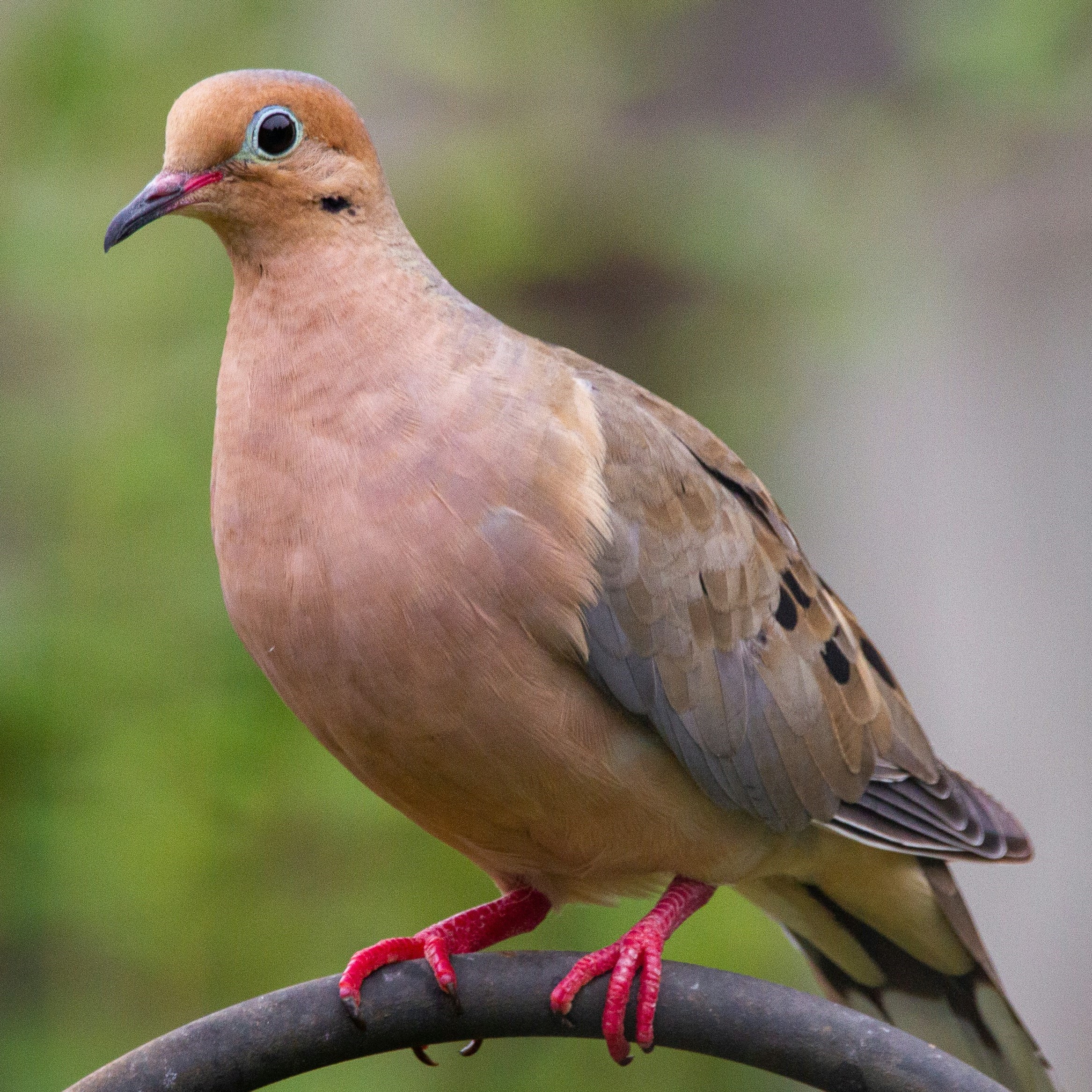 dove on a stick