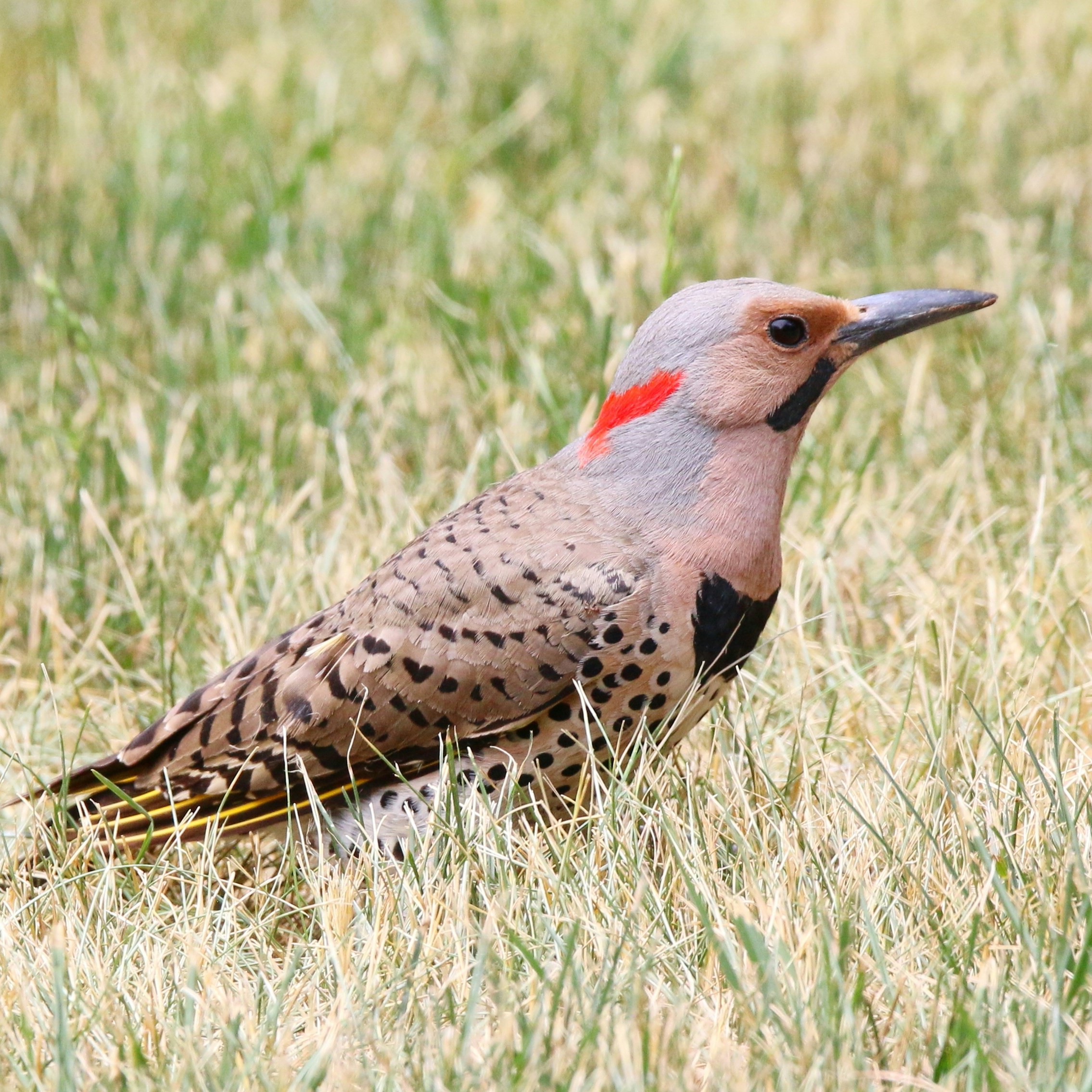 northern flicker on the ground