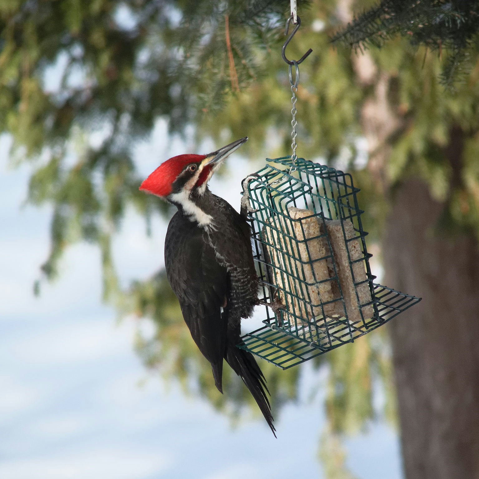 woodpecker on a suet feeder
