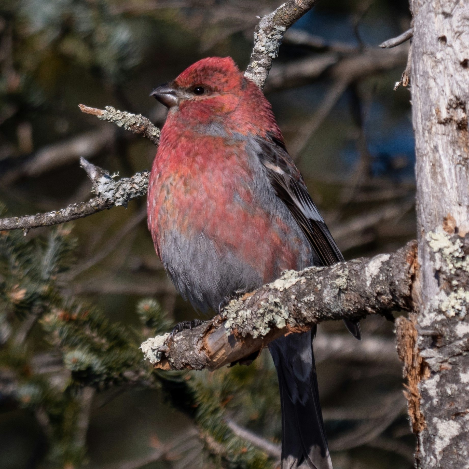 pine grosbeak in a tree
