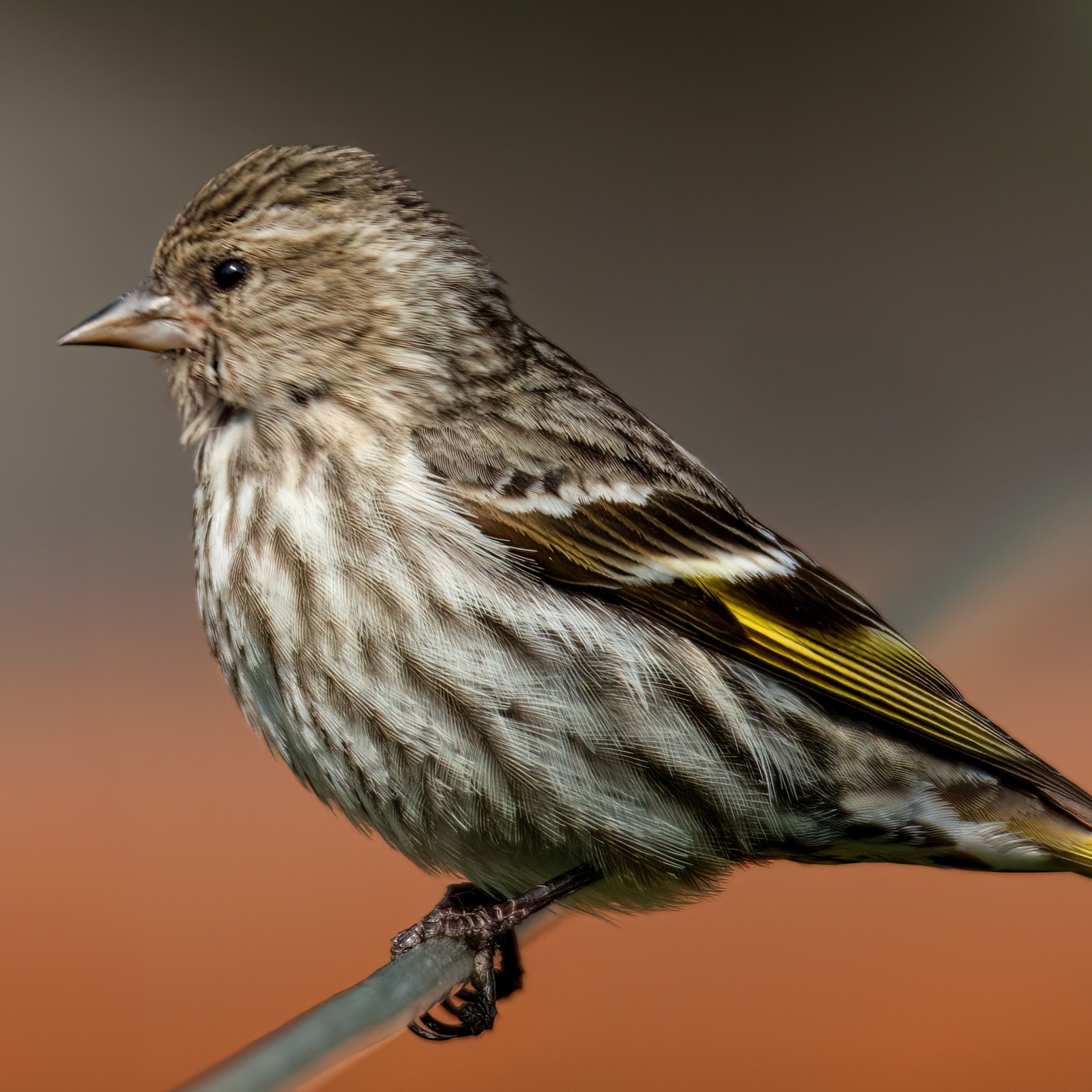 pine siskin on a stick