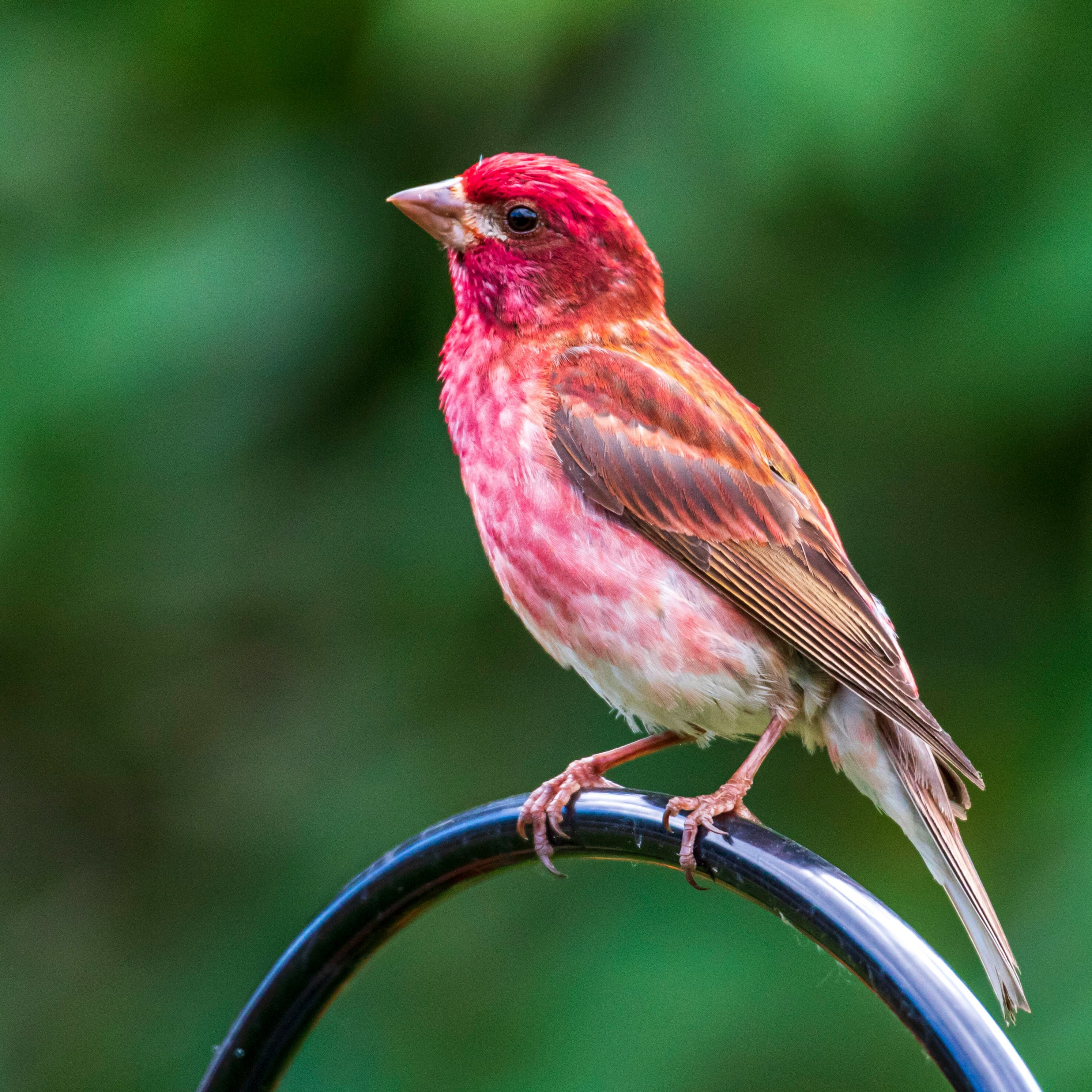 purple finch on a feeder