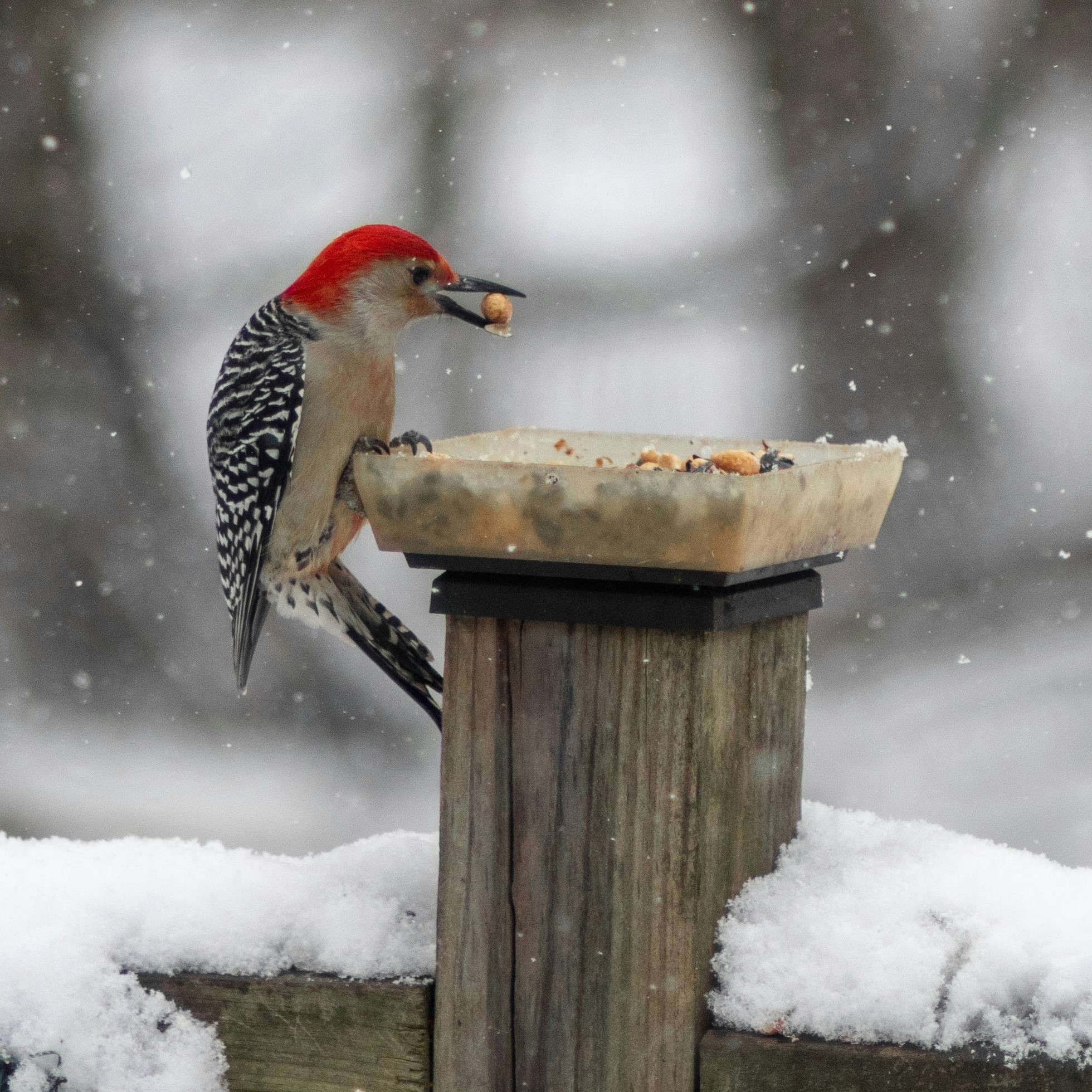 woodpecker on a platform feeder