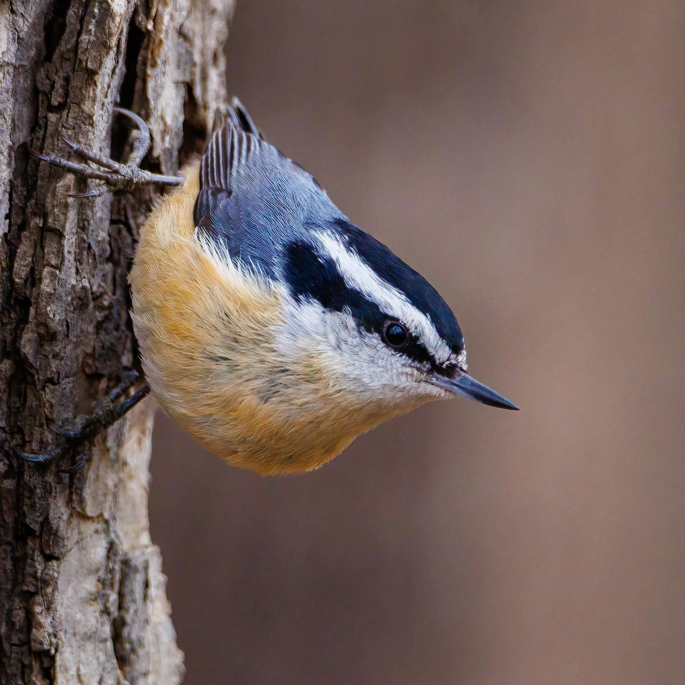 nuthatch upside-down on a tree
