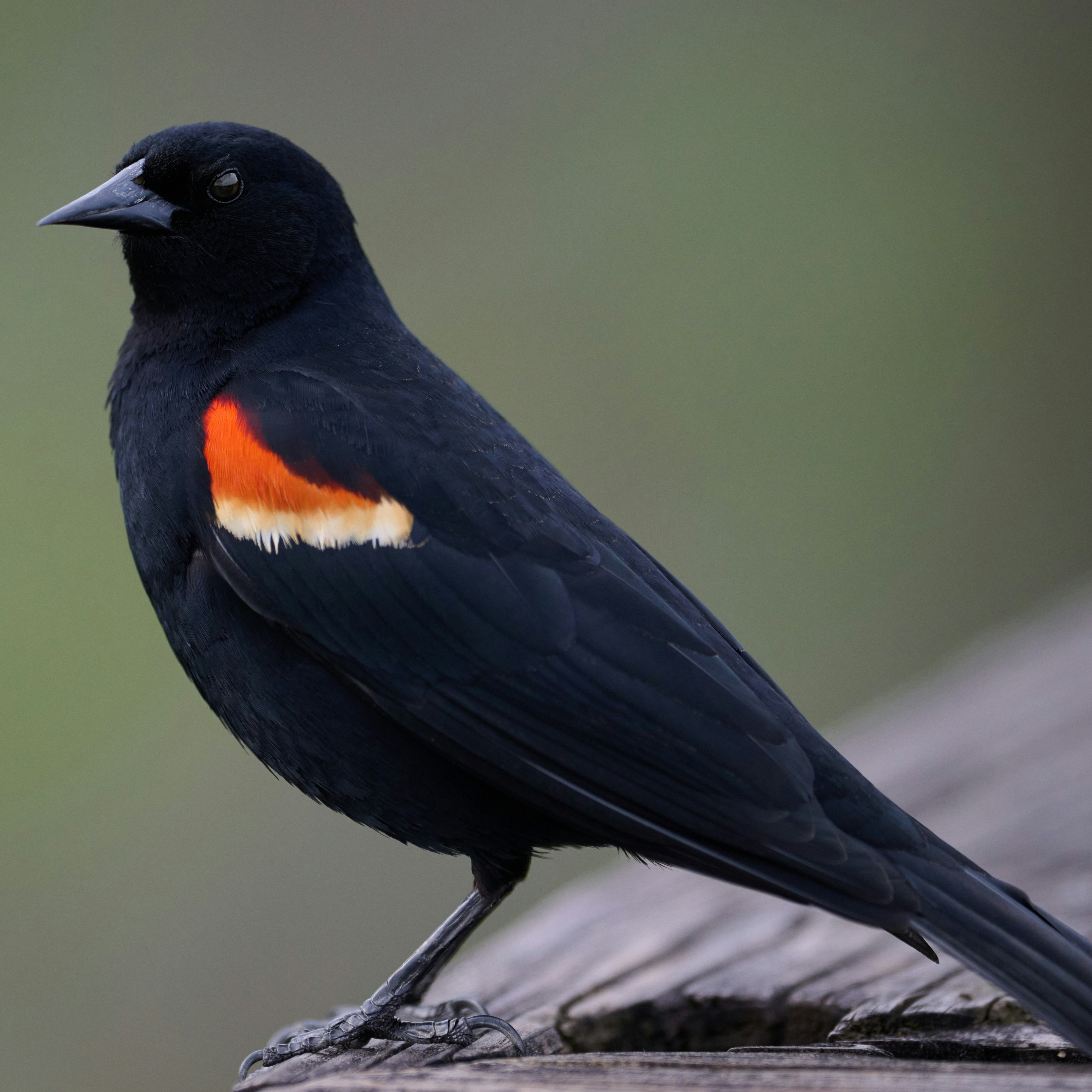 red-winged blackbird on a log