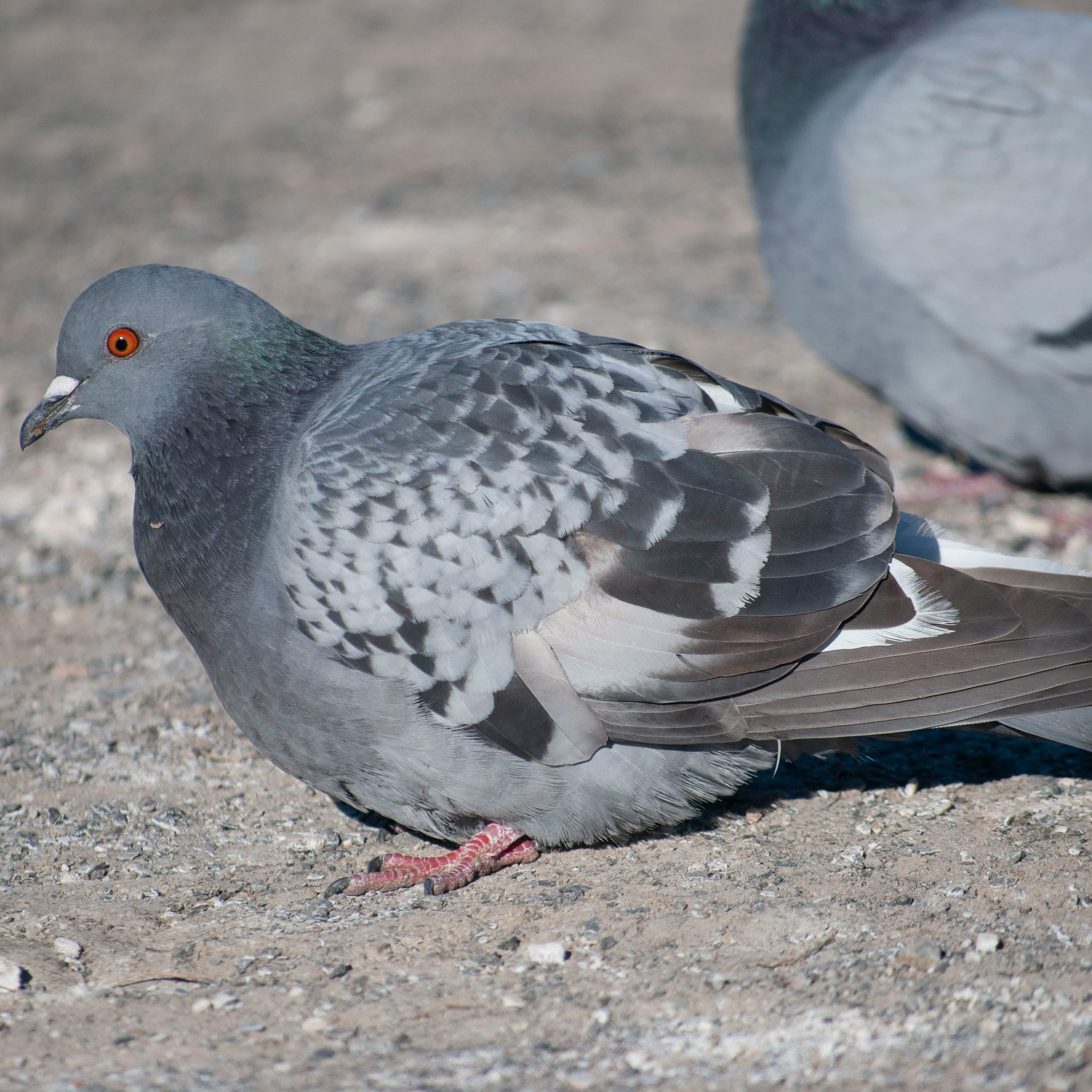 pigeon on the ground