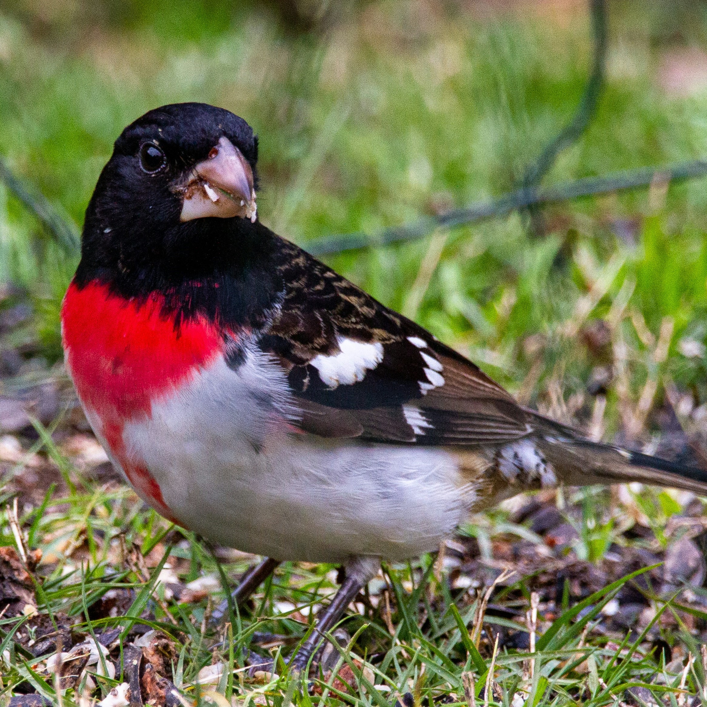 bird with food in his mouth on the ground