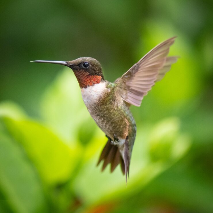 Hovering Hummingbird