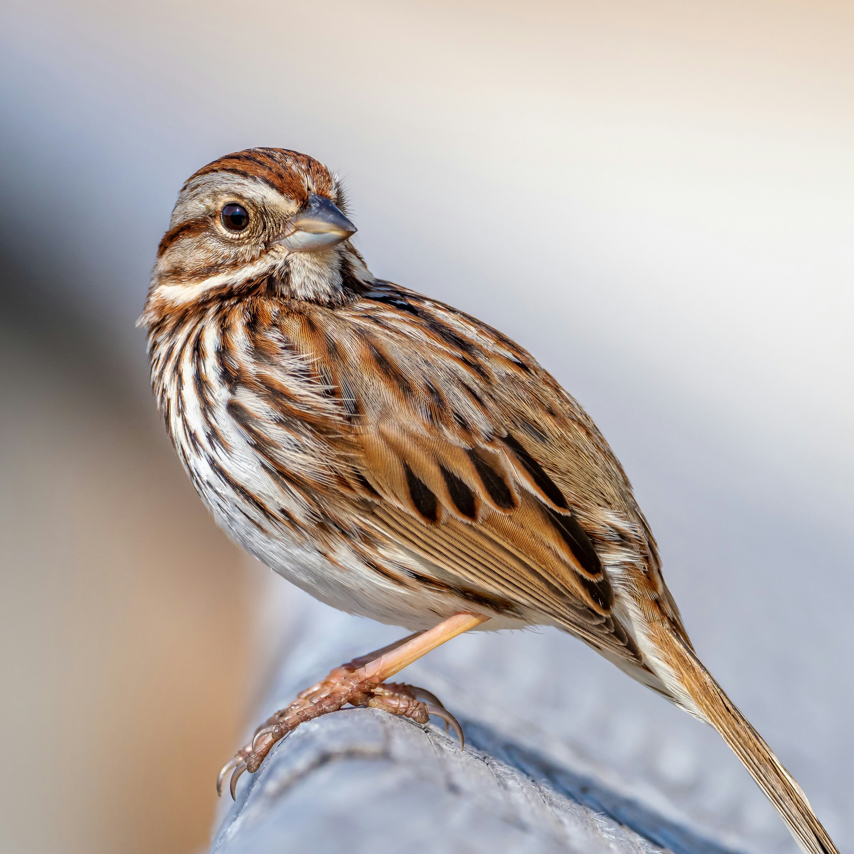 sparrow on a log