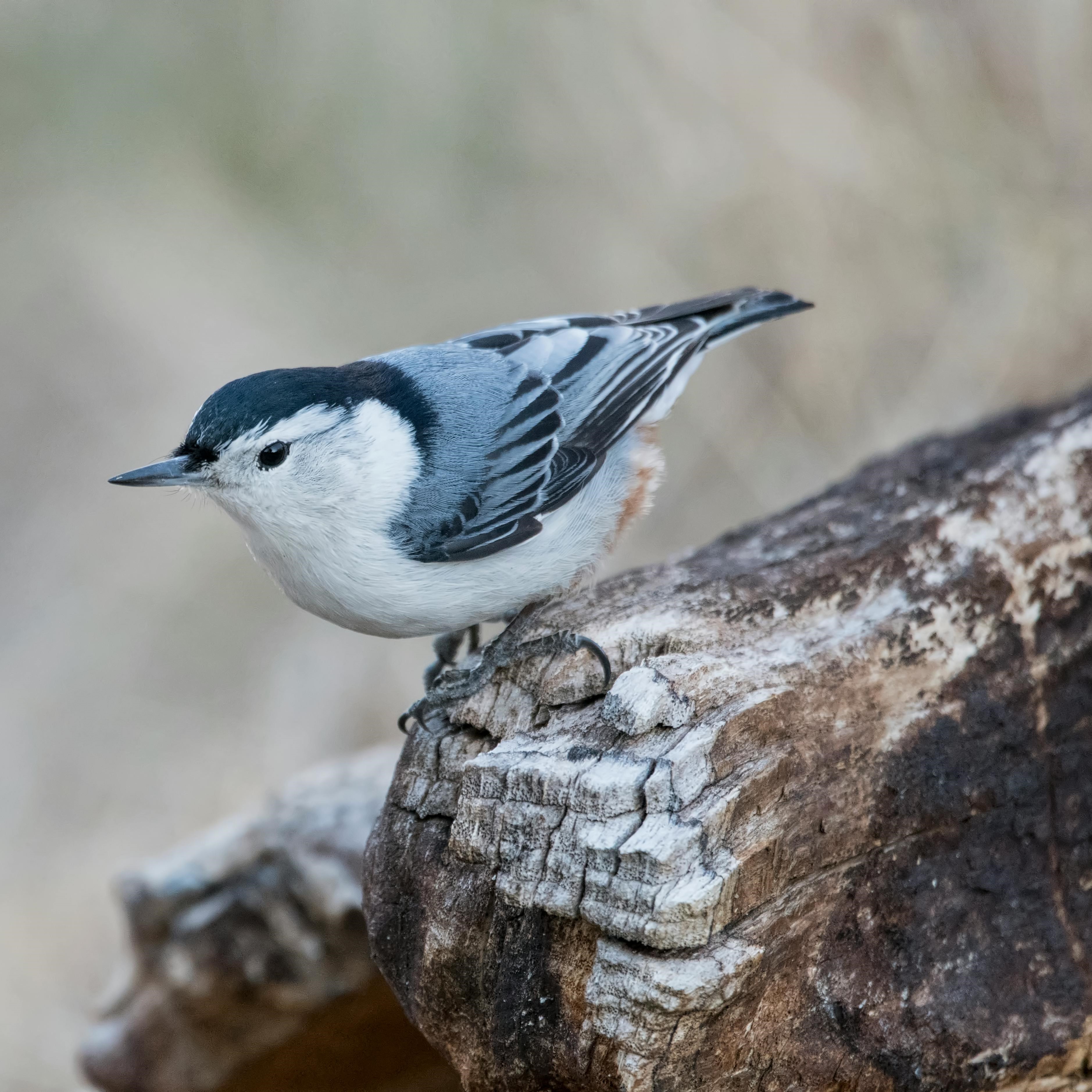 nuthatch on a log