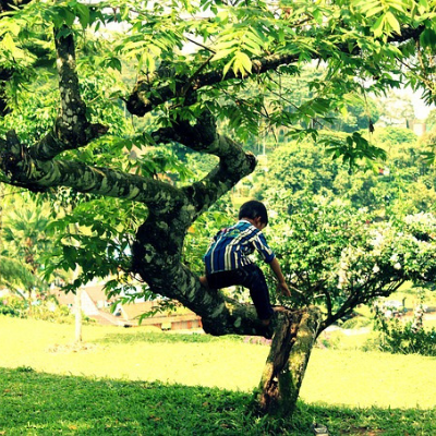Boy climbing in a tree